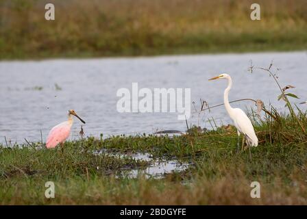 Great Egret und Roseate Spoonbill, White Heron, Casmerodius albus, Platalea ajaja, Ajaja, LOS LLANOS, Venezuela, Südamerika, Amerika Stockfoto