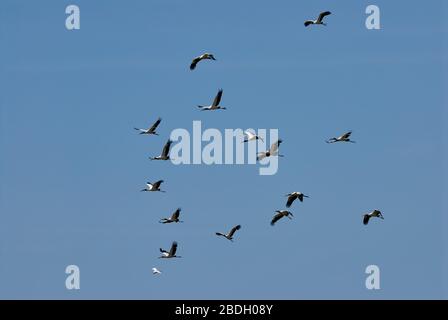 North American Wood Ibis oder Wood Stork, Flying, Mycteria Americana, LOS LLANOS, Venezuela, Südamerika, Amerika Stockfoto
