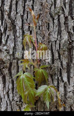 Virginia Creeper, Parthenocissus quinquefolia, verlässt im Frühjahr auftauchende und wachsende Post Oak, Quercus stellata Stockfoto