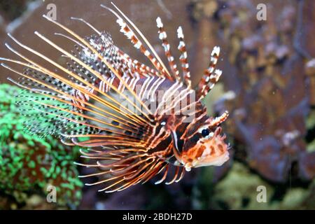 Ein einziger Antennenfeuerfisch (Pterois-Antennen) ein einzelner Antennen-Feuerfisch (Pterois-Antennen) Stockfoto