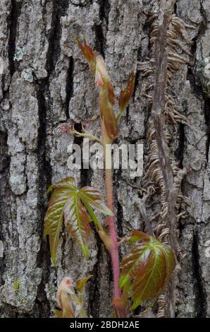 Virginia Creeper, Parthenocissus quinquefolia, verlässt im Frühjahr auftauchende und wachsende Post Oak, Quercus stellata Stockfoto