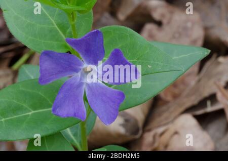 Bigleaf Periwinkle, Vinca Major, wächst auf Waldboden Stockfoto