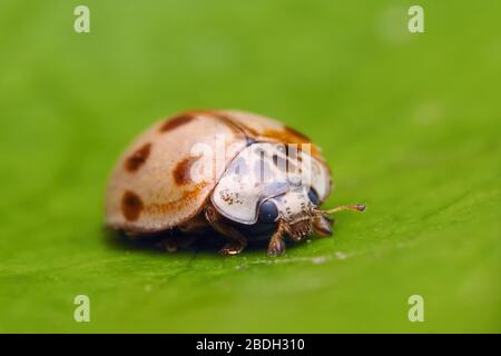 10-Fleck Marienkäfer in Ruhe auf Efeu Blatt. Tipperary, Irland Stockfoto