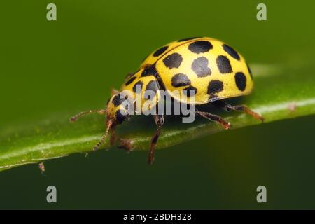 22-Punkt Marienkäfer (Psyllobora 22-punctata) kriechen entlang Blattrand. Tipperary, Irland Stockfoto