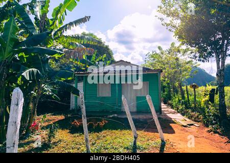 Tabakplantage mit Hütte und Palmen im Hintergrund. Das Vinales Valley (Valle de Vinales), ein beliebtes Touristenziel. Pinar del Rio, Kuba. Stockfoto