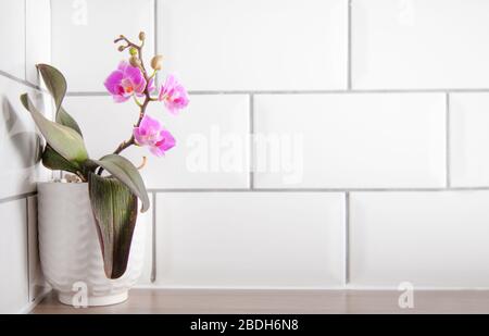 Rosa Orchidee gegen weiße Fliesen in der Küche Stockfoto