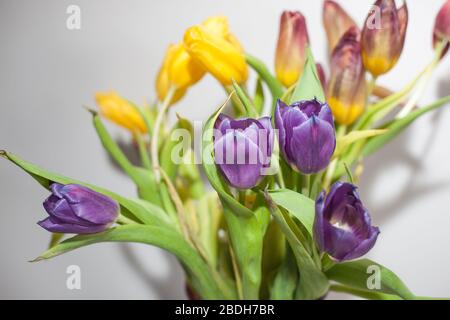 Tulpen in vase Stockfoto