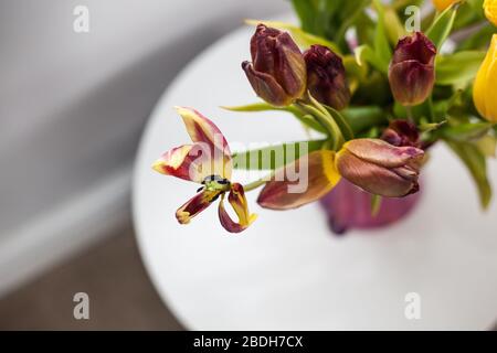 Tulpe in Vase von oben öffnen Stockfoto