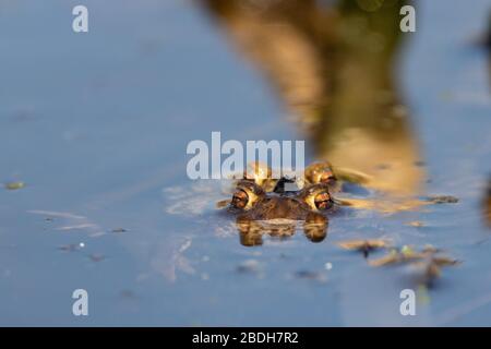 Frontaler Augenspiegel bei der Paarung von männlichem und weiblichem europäischem Common Toad in Wasser Stockfoto