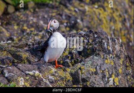 Saisonale Seevögel Puffin Colony Stockfoto