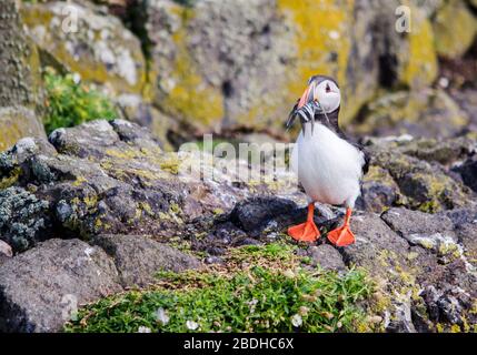 Saisonale Seevögel Puffin Colony Stockfoto