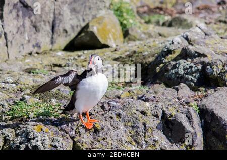 Saisonale Seevögel Puffin Colony Stockfoto