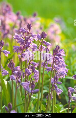 Guernsey. Pflanzen. Blühende Pflanzen. Spanische Bluebells. Hyacinthoides hispanica. Stockfoto
