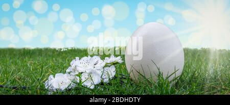 Weißes Osterei und Blüten blühen auf dem Gras. Stockfoto