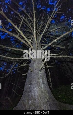 Sitka Fichte, Picea sitchensis, nachts am Rialto Beach im Olympic National Park, Washington State, USA Stockfoto