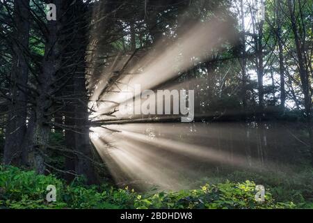 Sonnenstrahlen, die durch aufgehende Sonne entstehen, die durch den Strandnebel im Sitka Fichte Wald am Rialto Strand im Olympic National Park, Washington State, USA scheint Stockfoto