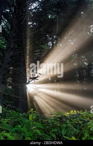 Sonnenstrahlen, die durch aufgehende Sonne entstehen, die durch den Strandnebel im Sitka Fichte Wald am Rialto Strand im Olympic National Park, Washington State, USA scheint Stockfoto