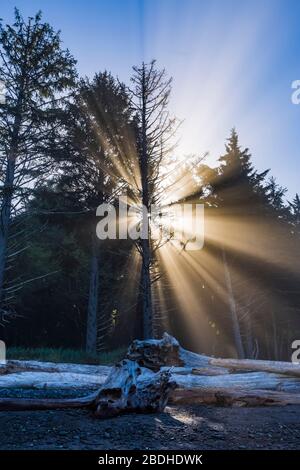 Sonnenstrahlen, die durch aufgehende Sonne entstehen, die durch den Strandnebel im Sitka Fichte Wald am Rialto Strand im Olympic National Park, Washington State, USA scheint Stockfoto