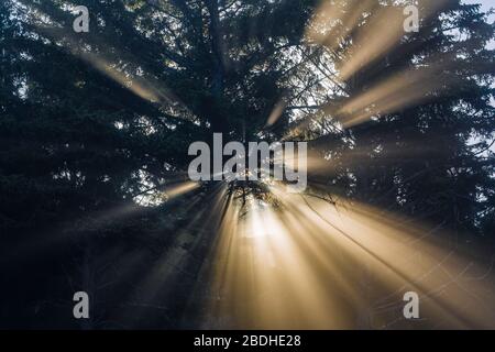 Sonnenstrahlen, die durch aufgehende Sonne entstehen, die durch den Strandnebel im Sitka Fichte Wald am Rialto Strand im Olympic National Park, Washington State, USA scheint Stockfoto