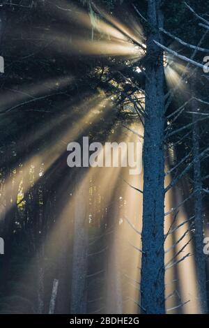 Sonnenstrahlen, die durch aufgehende Sonne entstehen, die durch den Strandnebel im Sitka Fichte Wald am Rialto Strand im Olympic National Park, Washington State, USA scheint Stockfoto