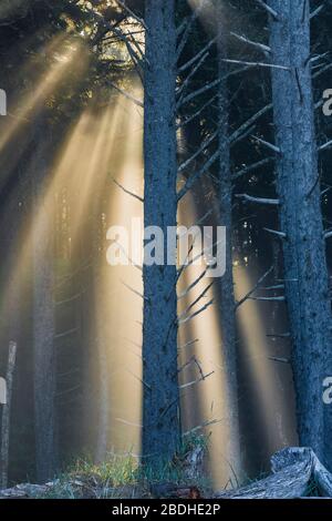 Sonnenstrahlen, die durch aufgehende Sonne entstehen, die durch den Strandnebel im Sitka Fichte Wald am Rialto Strand im Olympic National Park, Washington State, USA scheint Stockfoto