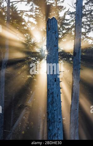 Sonnenstrahlen, die durch aufgehende Sonne entstehen, die durch den Strandnebel im Sitka Fichte Wald am Rialto Strand im Olympic National Park, Washington State, USA scheint Stockfoto