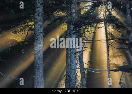 Sonnenstrahlen, die durch aufgehende Sonne entstehen, die durch den Strandnebel im Sitka Fichte Wald am Rialto Strand im Olympic National Park, Washington State, USA scheint Stockfoto