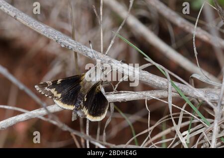 Yucca Giant-Skipper, Megathymus Yuccae Stockfoto