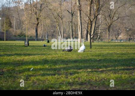 Tauben, die im Frühjahr auf dem Gras spazieren Stockfoto