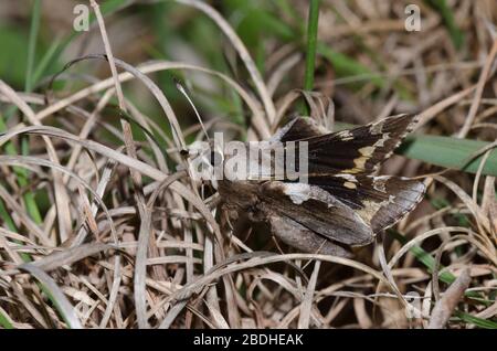 Yucca Giant-Skipper, Megathymus Yuccae Stockfoto