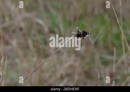 Yucca Giant-Skipper, Megathymus Yuccae Stockfoto