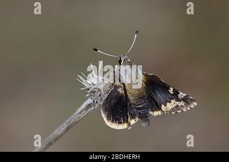 Yucca Giant-Skipper, Megathymus Yuccae Stockfoto