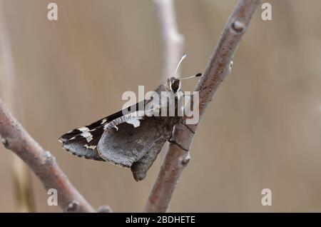 Yucca Giant-Skipper, Megathymus Yuccae Stockfoto