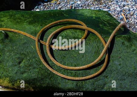 Bull Kelp, Nereocystis luetkeana, Peitschenstielstielchen am Rialto Beach im Olympic National Park, Washington State, USA Stockfoto