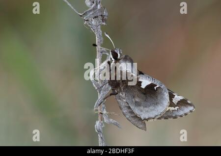 Yucca Giant-Skipper, Megathymus Yuccae Stockfoto