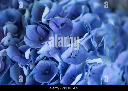 Blaue Hortensien aus nächster Nähe. Blaue Blumen Hintergrund. Hortensia-Textur. Stockfoto