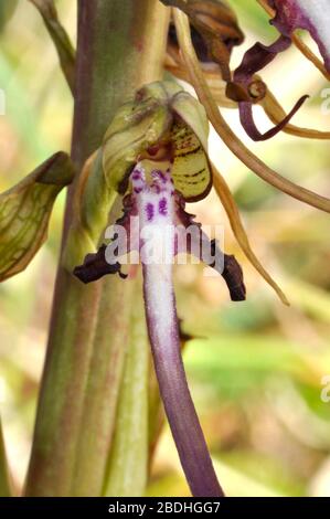 Echse Orchid, Himantoglossum hircinum, close up, auf Sanddünen in Somerset. GROSSBRITANNIEN Stockfoto