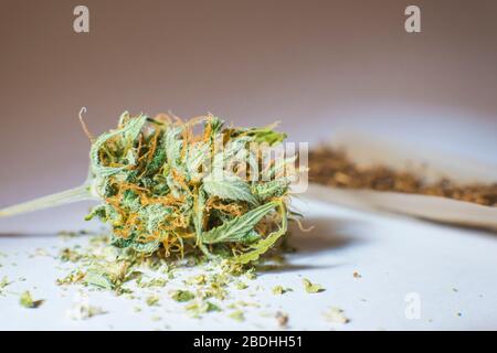 Rollendes Papier und medizinische Marihuana-Knospen, Nahaufnahme. Haus, der Hanf wächst. Cannabis in der alternativen und pflanzlichen Medizin verwenden Stockfoto