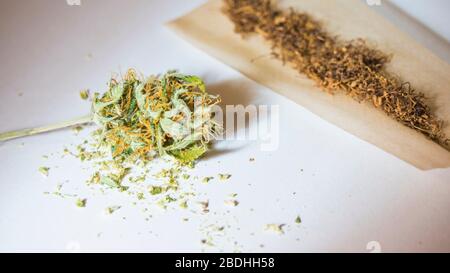 Rollendes Papier und medizinische Marihuana-Knospen, Nahaufnahme. Haus, der Hanf wächst. Cannabis in der alternativen und pflanzlichen Medizin verwenden Stockfoto