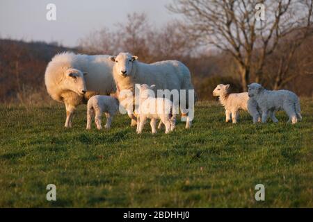 Mutter Schafe (Mutterschafe) und niedliche Lämmer Stockfoto