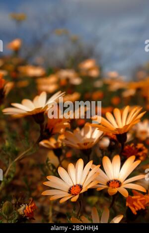 Bunte Namaqualand Daisies oder Dimorphotheca Sinuata verstreut über die Landschaft bei Bitterfontein, Provinz Nordkaps, Südafrika Stockfoto