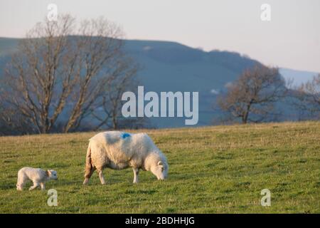 Frühling Mutter Schafe (Mutterschafe) und niedliche Lämmer Stockfoto