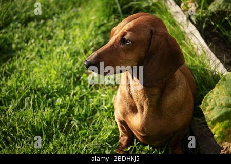 Dachshund auf Gras im Garten, Hundeporträt Stockfoto