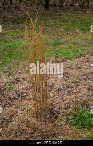 Ein großer Klumpen hohen getrockneten goldenen Grases, das von der letzten Saison auf einem offenen Feld im frühen Frühling übrig geblieben ist Stockfoto