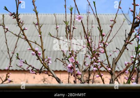 Beginnen Sie mit Pfirsichbaum, der im Hinterhof mit Blumenknospen und einigen Blumen auf dem Dach des Hauses blüht. Stockfoto