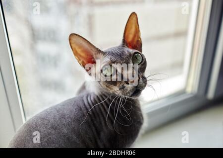 Lustige Katze auf Fensterbank sitzen. Eine schöne graue Sphinx Katze Stockfoto