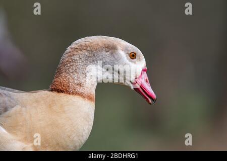 Ägyptische Gans, Alopochen aegyptiaca, Nahaufnahme der Gans, Nottingham, März Stockfoto