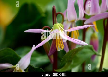 Erythronium revolutum pink Schönheit, rosafarbene Fliesenblumen, Blume, blühender Hund Zahnviolett, Frühling, Blumen, Blume, Blüte, Wald, Garten, Schatten, schattig, s Stockfoto