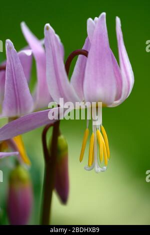 Erythronium revolutum pink Schönheit, rosafarbene Fliesenblumen, Blume, blühender Hund Zahnviolett, Frühling, Blumen, Blume, Blüte, Wald, Garten, Schatten, schattig, s Stockfoto