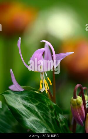 Erythronium revolutum pink Schönheit, rosafarbene Fliesenblumen, Blume, blühender Hund Zahnviolett, Frühling, Blumen, Blume, Blüte, Wald, Garten, Schatten, schattig, s Stockfoto